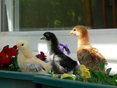 chicks and pansies.jpg