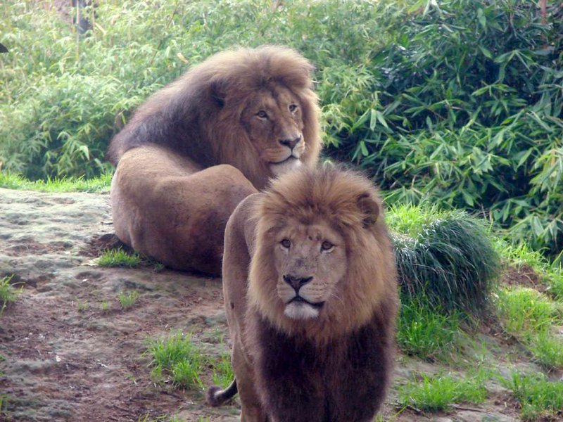 Lion_DSC02450_edit