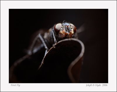 First Fly