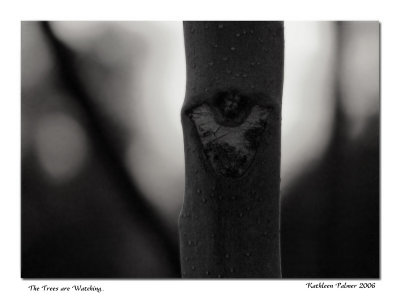 TreesareWatching_b