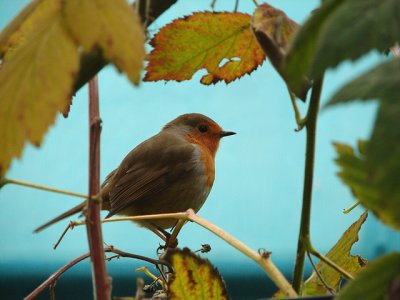 birdie19-11-1 b