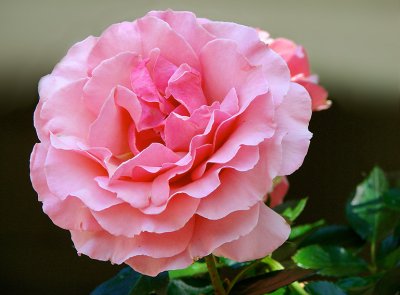 79120057_DChip_Rose_Edit