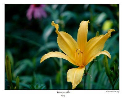 KT - Daylily_edit
