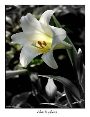 KT - Lilium_edit