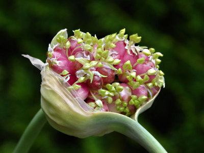 Garlic 83319982_edit