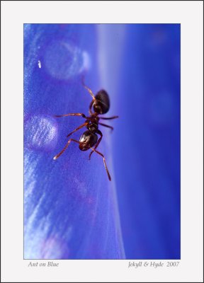 Ant on Blue
