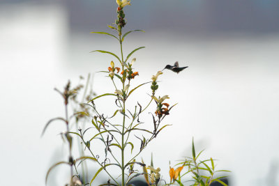 Hummer_uncropped