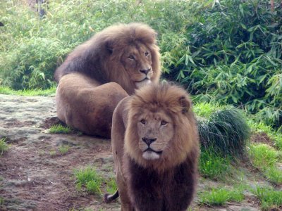 Lion_DSC02450_edit