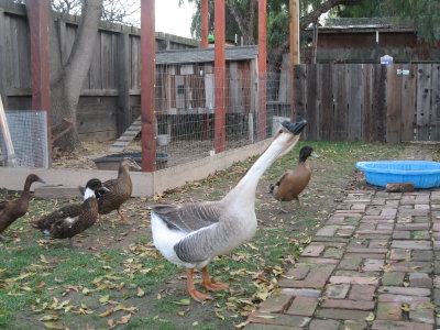 We had to babysit 5 ducks and a goose over the holidays