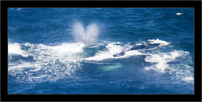 IMG_6754 - Southern Right Whale Blowing.jpg
