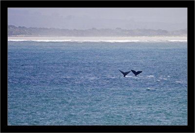 IMG_6827 - Double Fluke 1.jpg