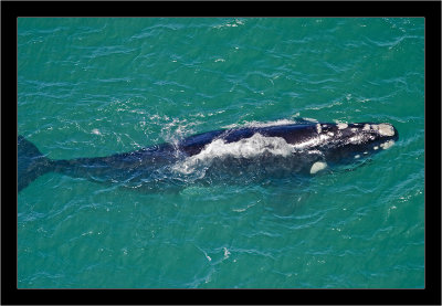 IMG_6980 - Southern Right Whale.jpg