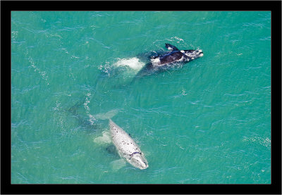 IMG_7011 - Southern Right Whale.jpg