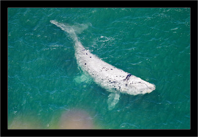 IMG_7016 - White Southern Right Whale.jpg
