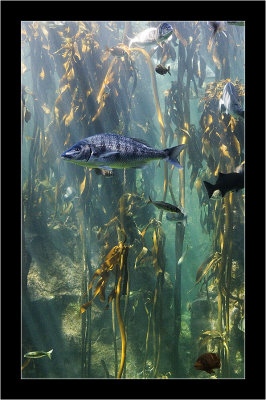 IMG_7056 - Cape Town - Aquarium.jpg