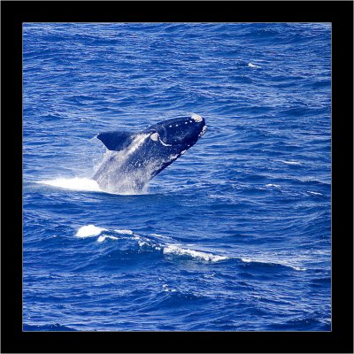 IMG_7252 - Breaching Whale.jpg
