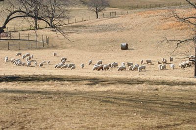 Fieldstone flock