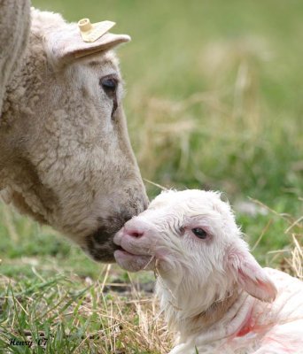 newborn lamb 4/07