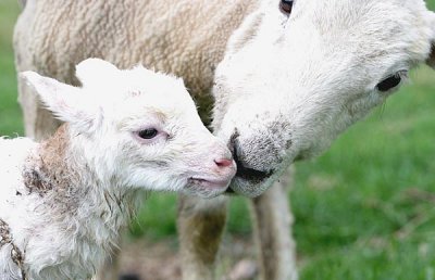 newborn lamb 2 4/07