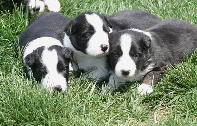 B&W males and female (right) - 3 weeks old
