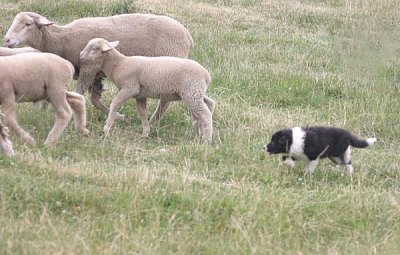 Kep working sheep at 11 weeks old