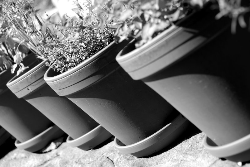 Herb Garden
