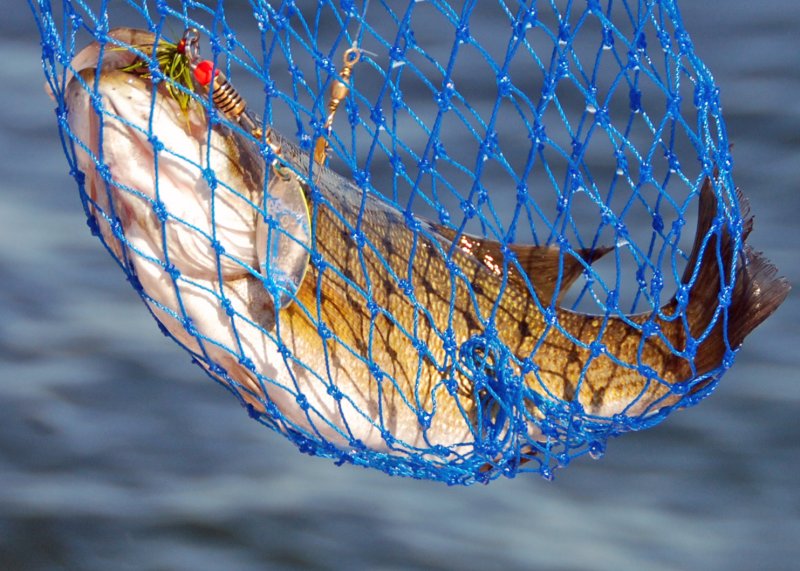 Billy Bass