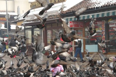 Bascarsija pigeons