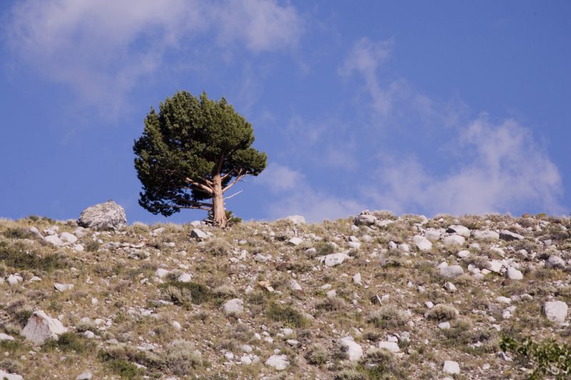 1-Lone Oak.jpg