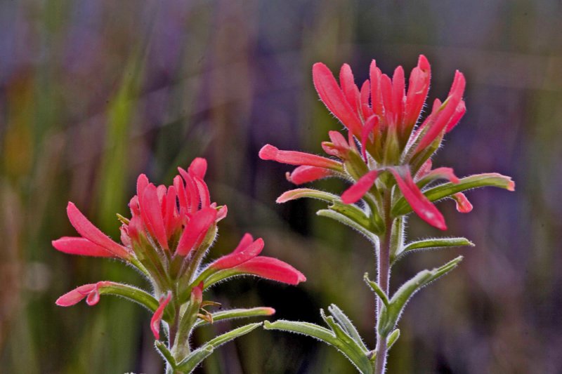 3-Indian Paintbrush.jpg