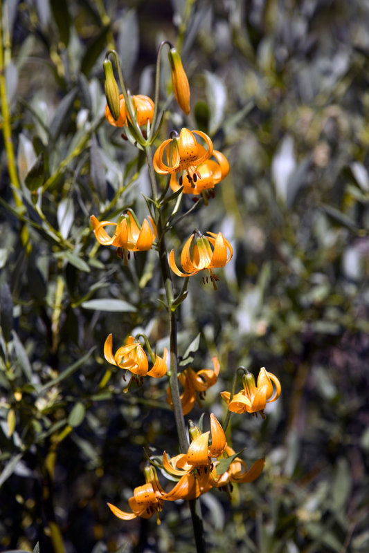 64-Tiger Lilly-2.jpg