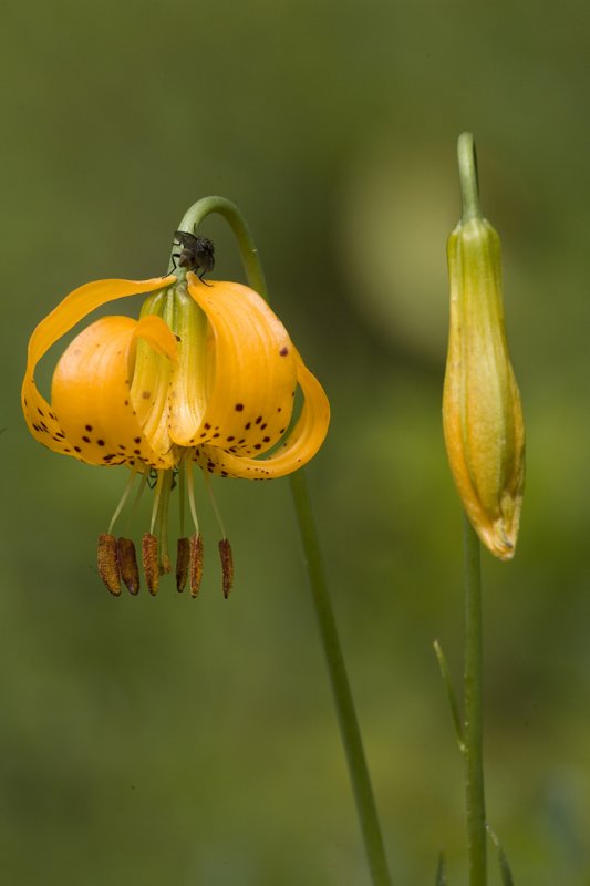 74-Tiger Lilly-3.jpg