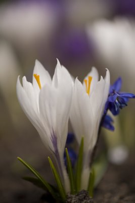 Keukenhof Gardens