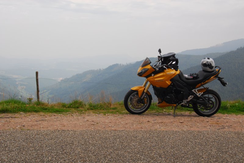 Tiger in the area near Colmar, France
