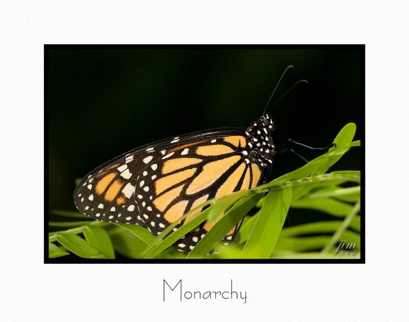 Print Monarchy Catalogue.jpg