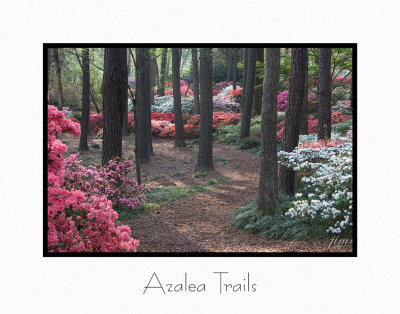 Print Azalea Trails Catalogue.jpg