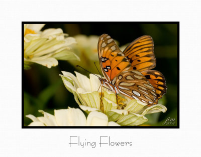 Print Flying Flowers Catalogue.jpg