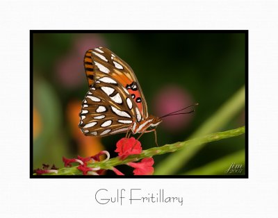 Print Gulf Fritillary Catalogue.jpg