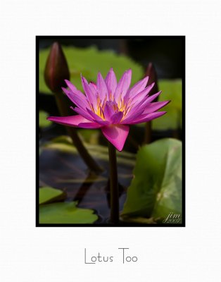 Print Lotus Too Catalogue.jpg