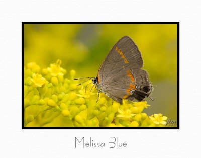 Print Melissa Blue Catalog.jpg