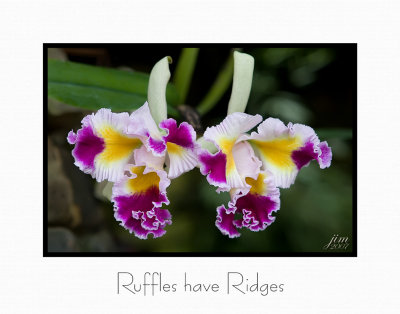 Print Ruffles have Ridges Catalogue.jpg