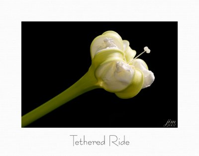Print Tethered Ride Catalogue.jpg