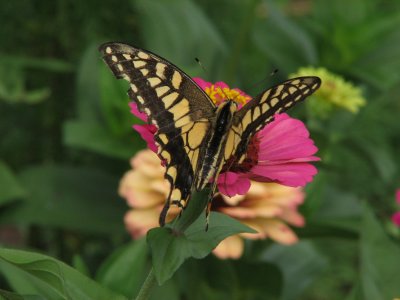 Papilio machaon