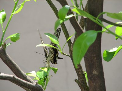 Papilio machaon