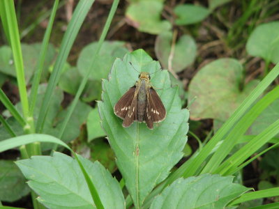 Parnara guttata