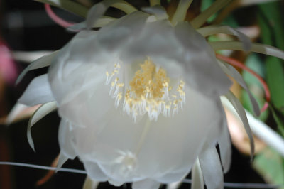 白曇花 White Epiphellum