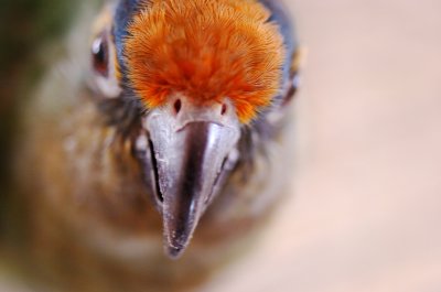Pretty Bird