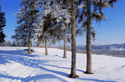 Hoar Frost