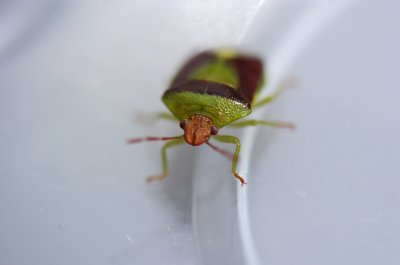 Green Bug