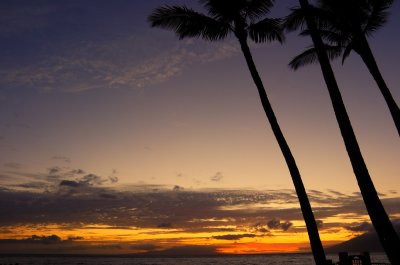 Palm Trees